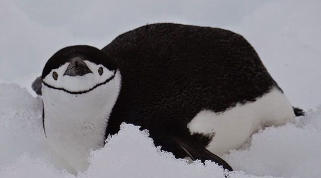 AntarcticaSouth's tweet image. Know your #pengiuns! Ever wondered what kind you are? Take the quiz to find out. buff.ly/2oHqXcc. #WorldPenguinDay