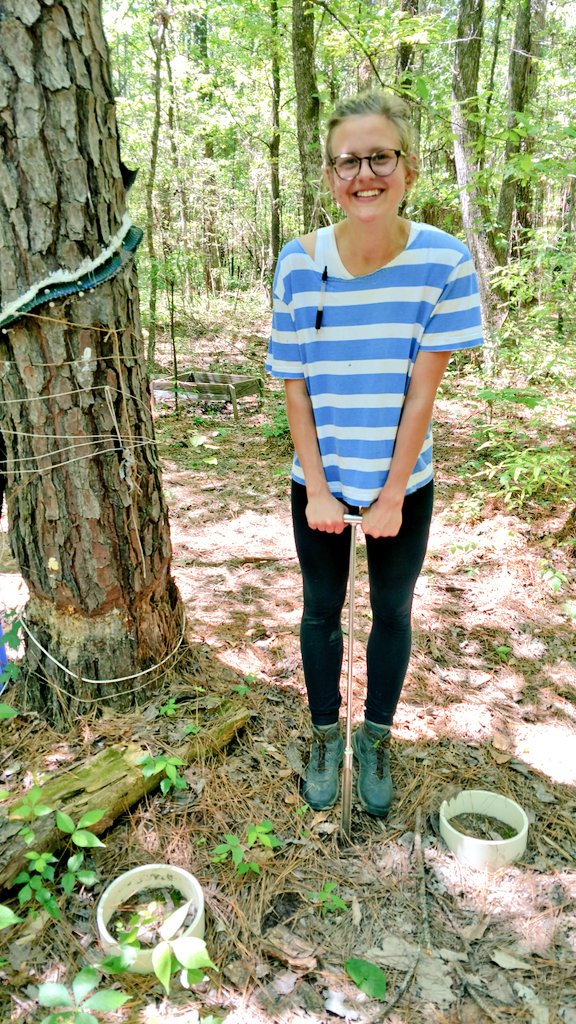ForestHydroLab's tweet image. Our NREC undergraduate, Maddie Burton, collecting biannual soil samples at our girdled tree plot! #forestry #hydrology @MSU_CFR
