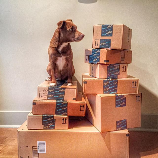 amazon's tweet photo. Somepawdy better open these packages soon. I'm going mutts with anticipation! 📦🐶 https://t.co/wrwnQf7q1o