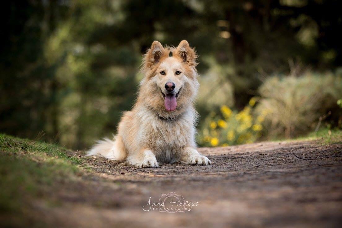 LokiGSD's tweet photo. Here they are! The #images from my #photoshoot with Jane Hodges 😍 #animaltalent #model #GermanShepherd #GSD #dog #dogtraining #actor 🐶🐾🐾 https://t.co/Op0OjcrD4U