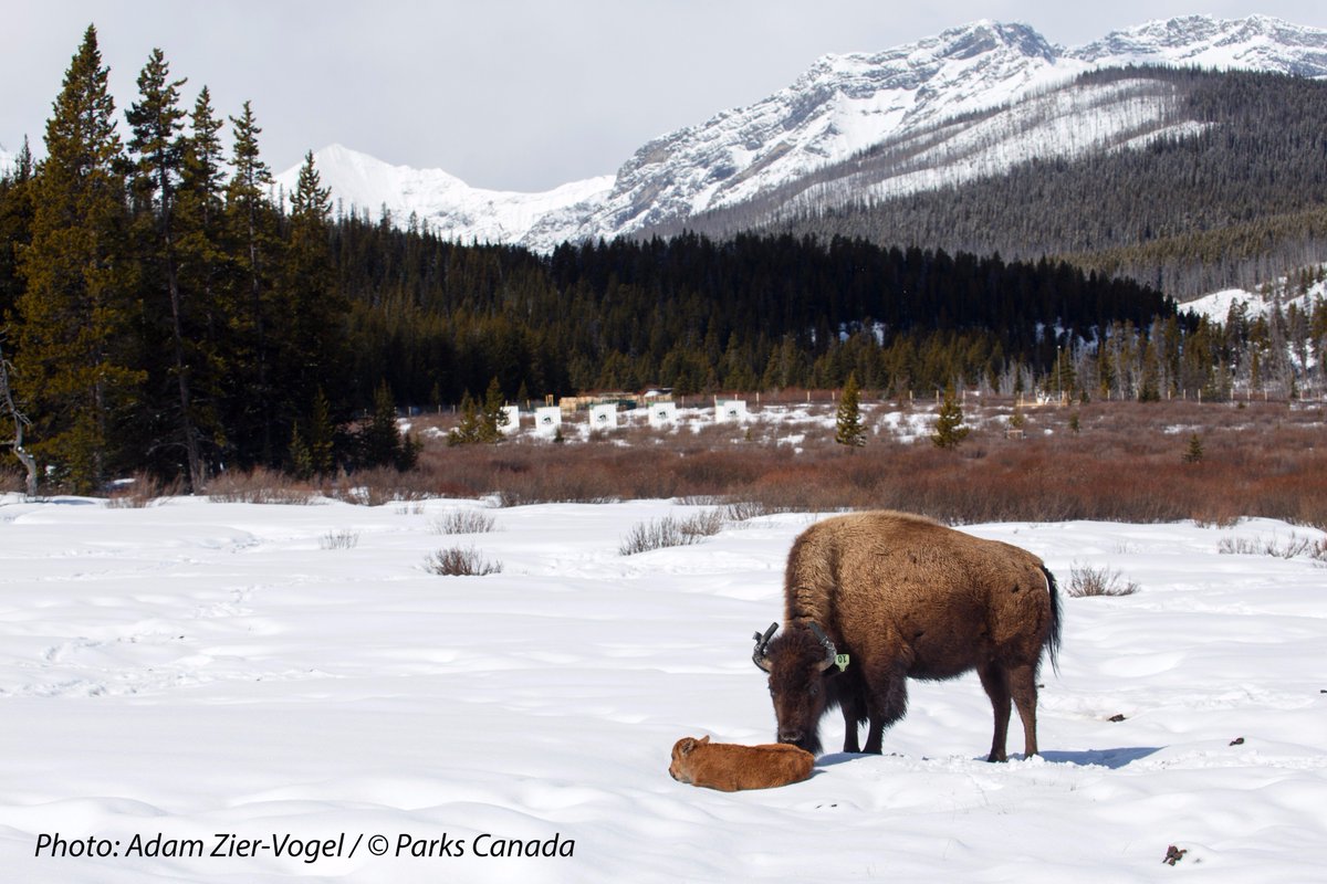 Big News! This baby calf is the first born Bison in Banff National Park in over 140 years! Born in Panther Valley on Earth Day April 22.