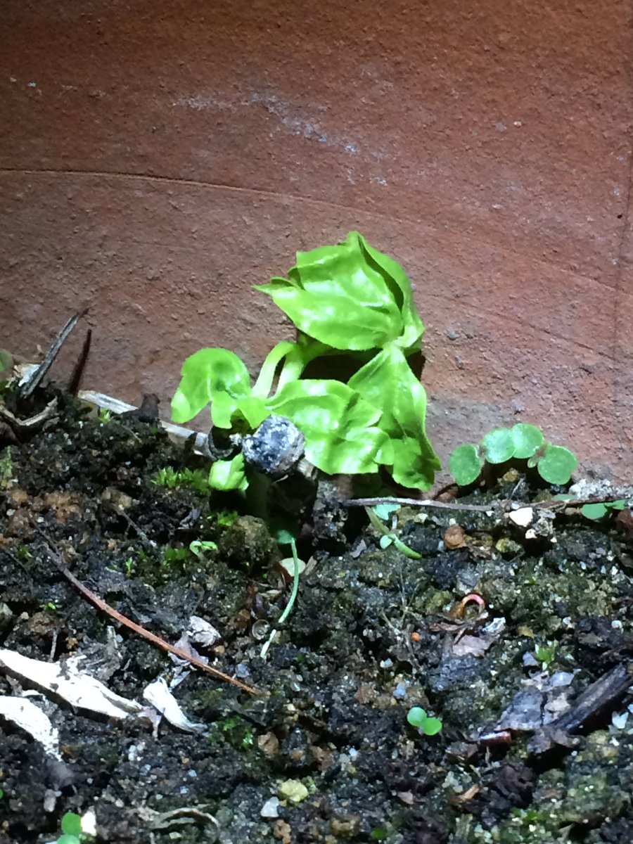 やどかりカツ君 Monaka795 昨夜 フウセンカズラの芽が出ているのを発見 去年育てていた鉢に溢れた種が根付いたのかな 今年はプランターにも植えてグリーンカーテンにしようと思っているので そちらの報告ものちのち Monaka795 モナ花壇 観察