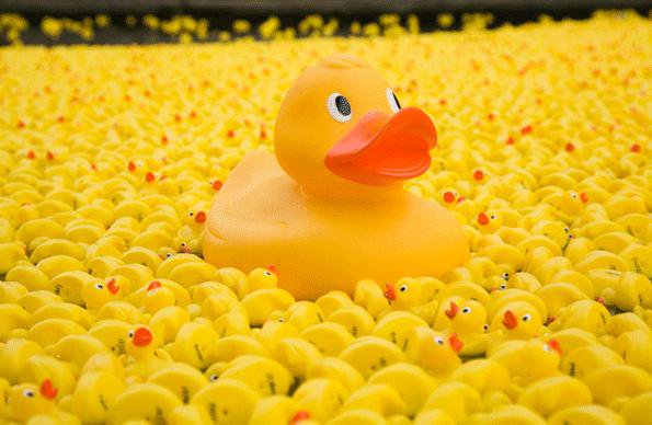 GO Spring Festival (@gospringfest) on Twitter photo Buy a duck at this year's nail biting <a href="/GreatOuseburn/">Great Ouseburn</a> #duckrace for £1 or family of 5 for £4.50 from the village shop this week. Cash prizes! Buy a duck at this year's nail biting <a href="/GreatOuseburn/">Great Ouseburn</a> #duckrace for £1 or family of 5 for £4.50 from the village shop this week. Cash prizes!