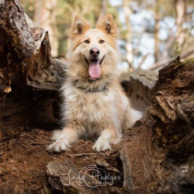 LokiGSD's tweet photo. #NewProfilePic https://t.co/Rq31WVkDps