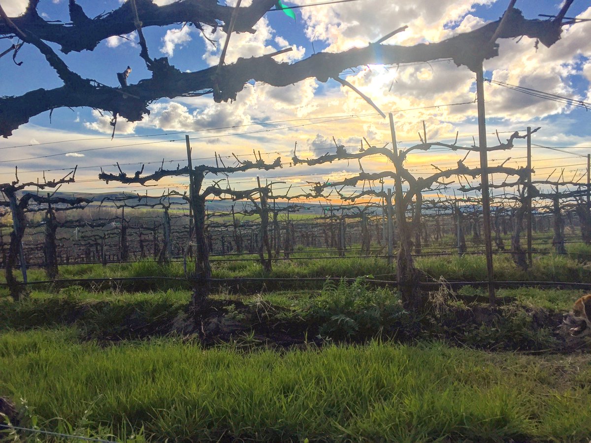 BadgerMtn_PowersWine tweet media