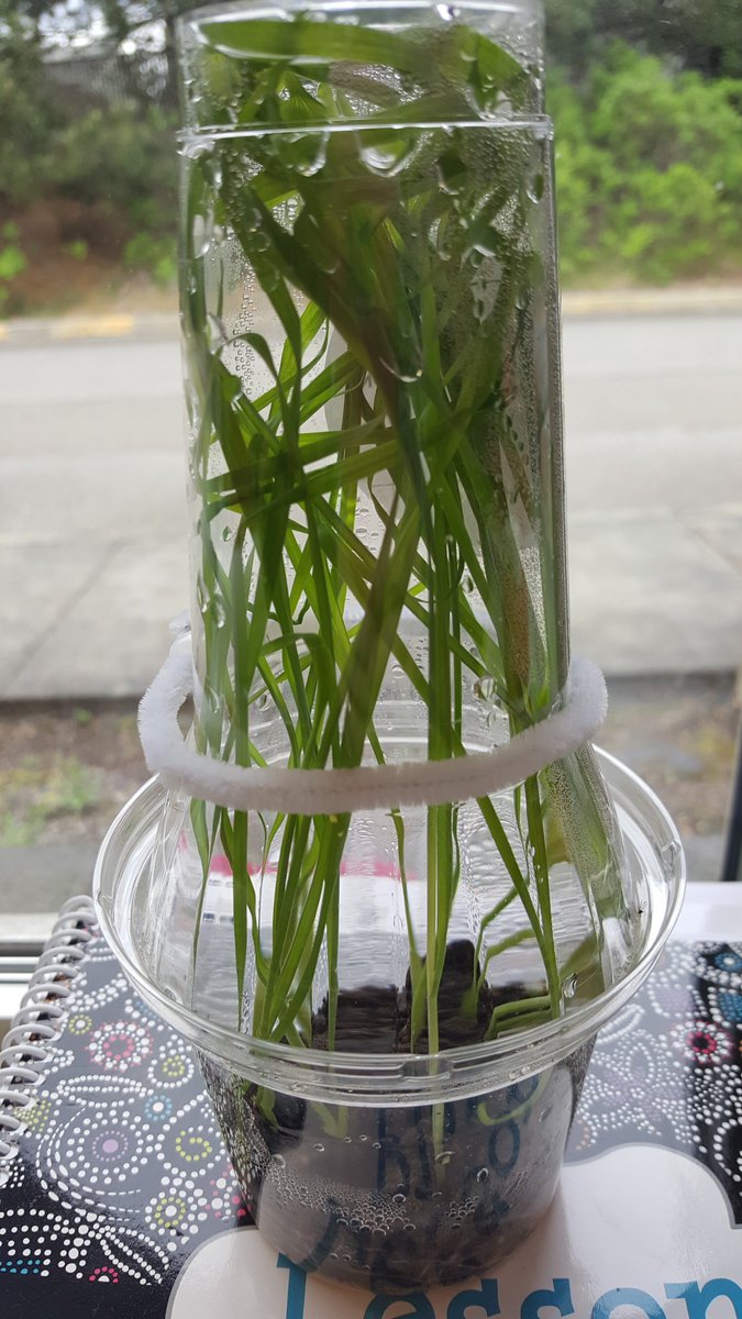 vanzeipelclass's tweet image. Look how tall our wheat has grown in so little time! Thank you #WashingtonWheatFarmers! #wheatweek #fifthgradescience #vzclass