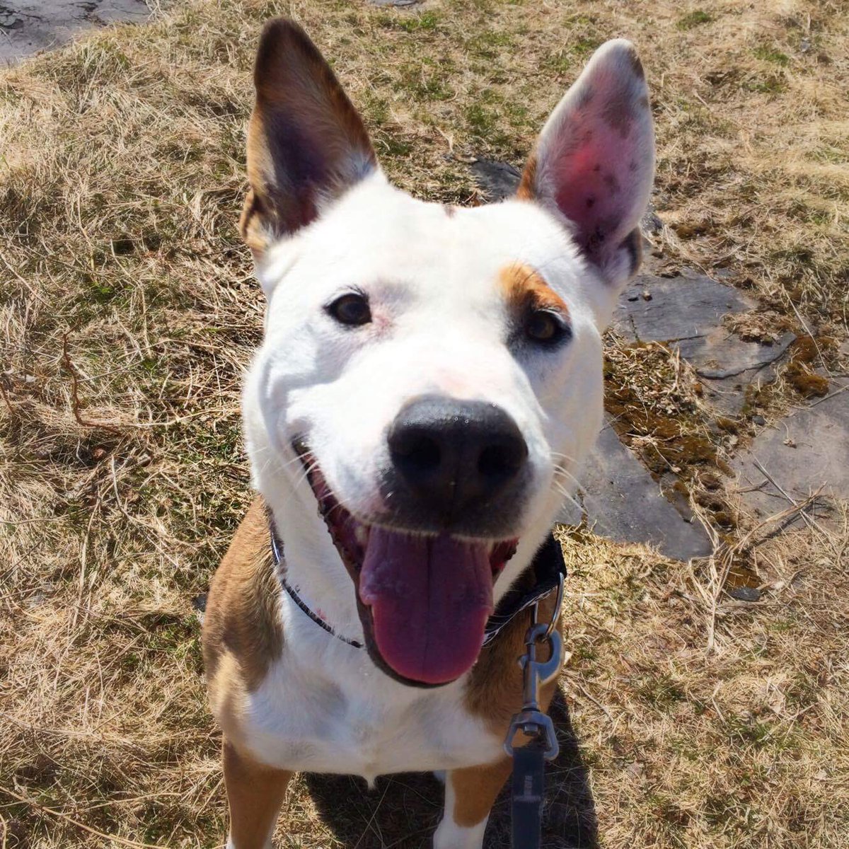 Rupert is all full of smiles! It would make him even happier to find his forever home. Come meet his busy boy! 🐾
