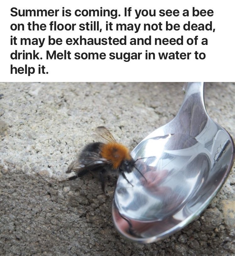 bfhsstem's tweet image. #savethebees as the warmer weather approaches, be conscientious about these facts!