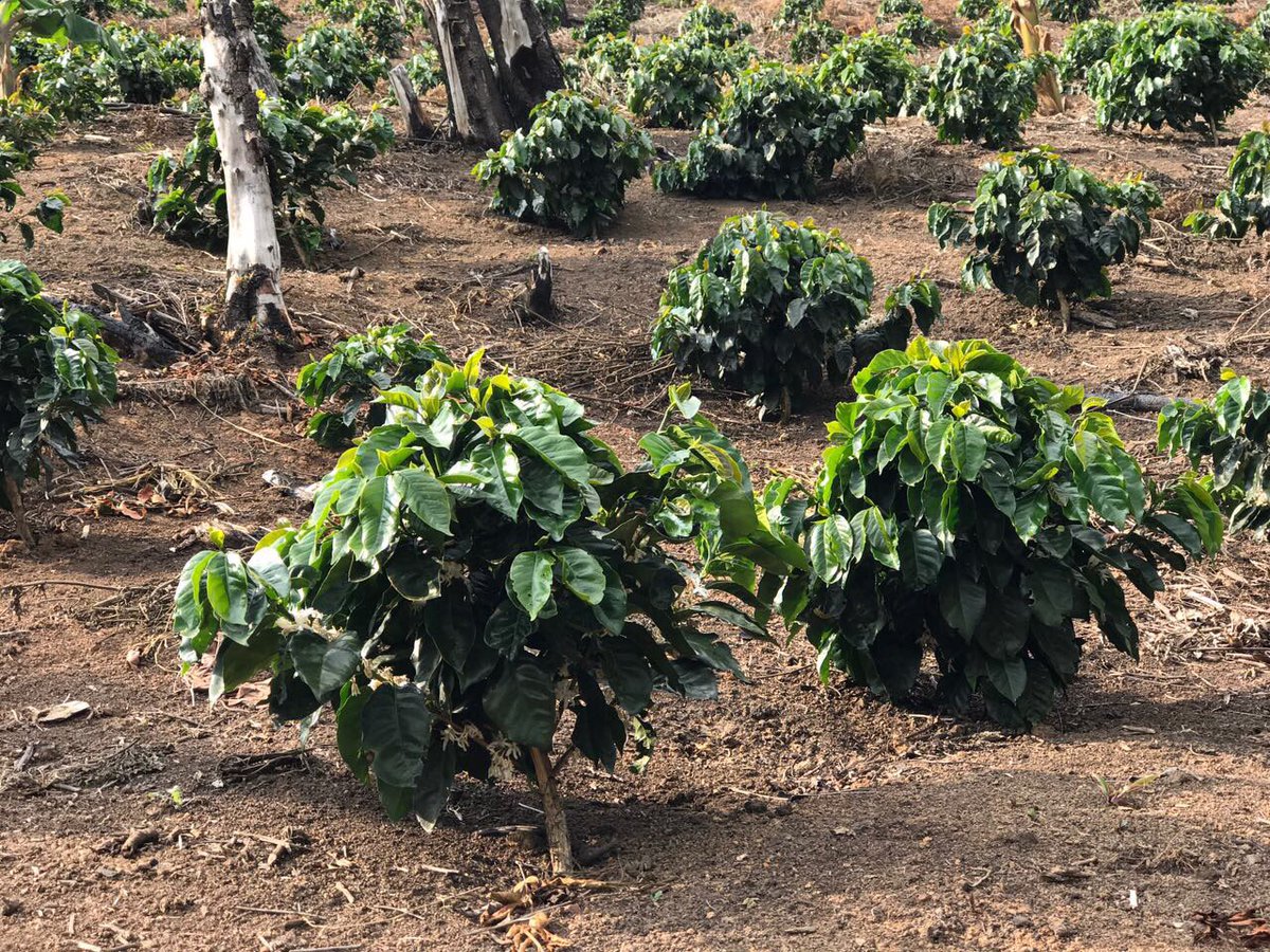La excelencia de los cafés de Honduras, se origina por los deliciosos y distintivos sabores que se producen en todo el país.