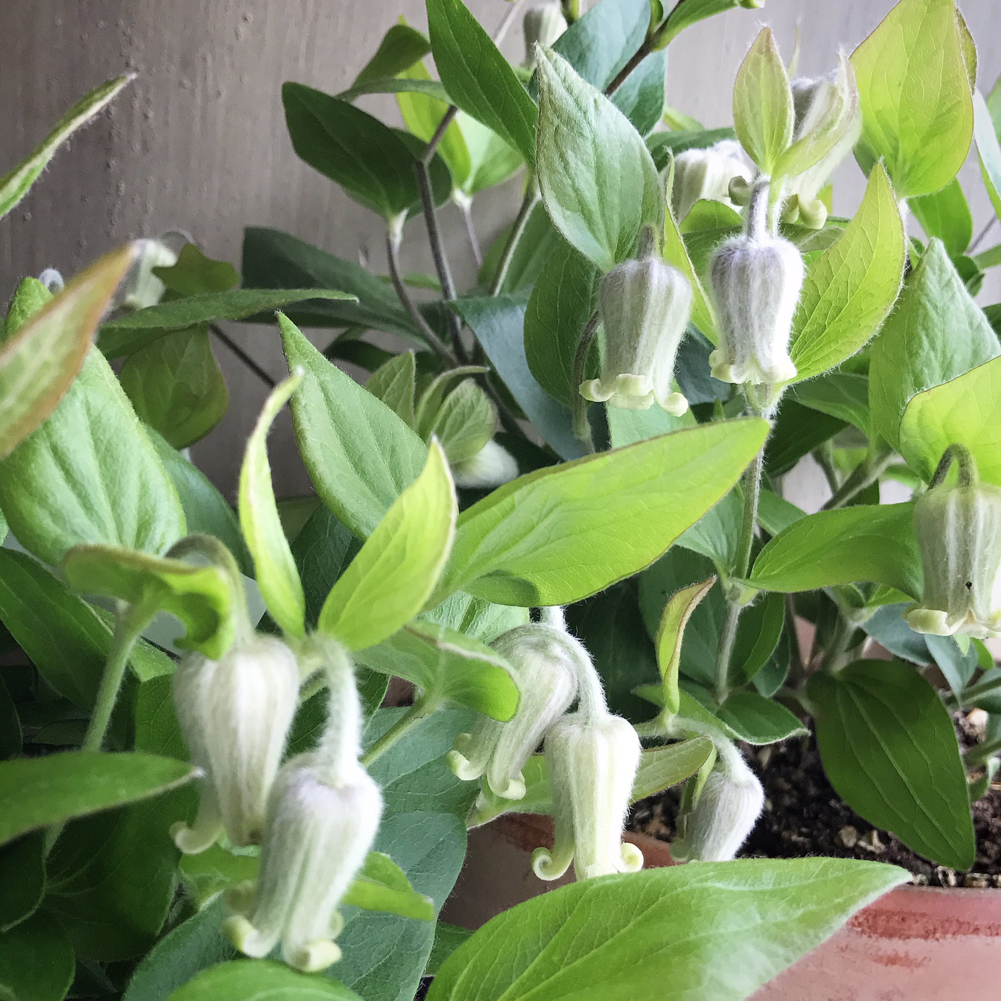 原種　コアクチリス 原種系クレマチス 