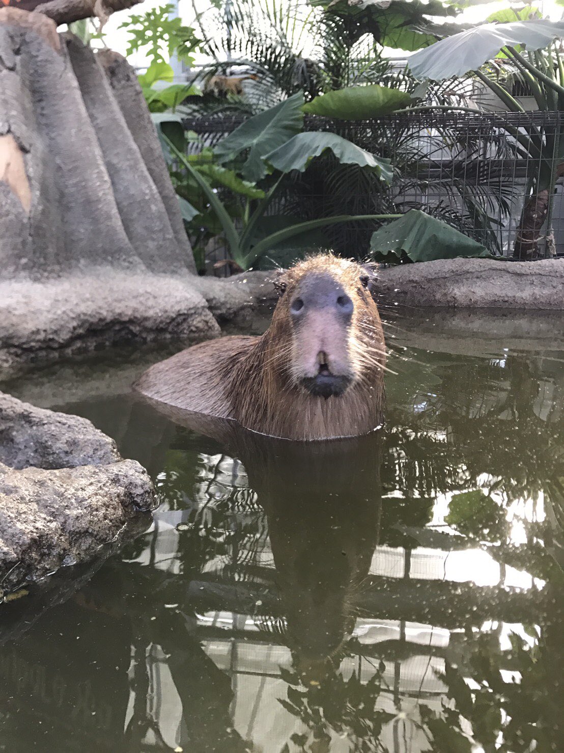 Nふみ チキンナゲッツ 未確認生物発見しました なんやこれは やべー本物のカオナシや 千と千尋の神隠し カオナシ チキンナゲッツ チキナゲ 福岡 宮崎駿 スタジオジブリ