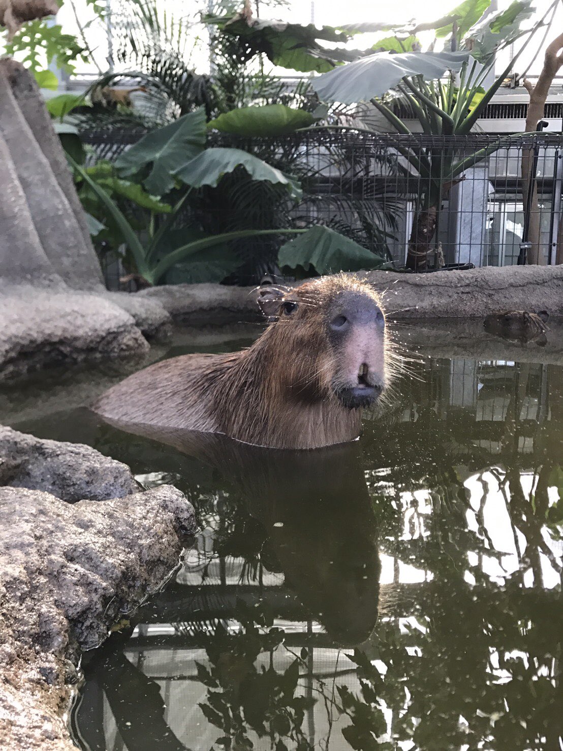 Nふみ チキンナゲッツ 未確認生物発見しました なんやこれは やべー本物のカオナシや 千と千尋の神隠し カオナシ チキンナゲッツ チキナゲ 福岡 宮崎駿 スタジオジブリ