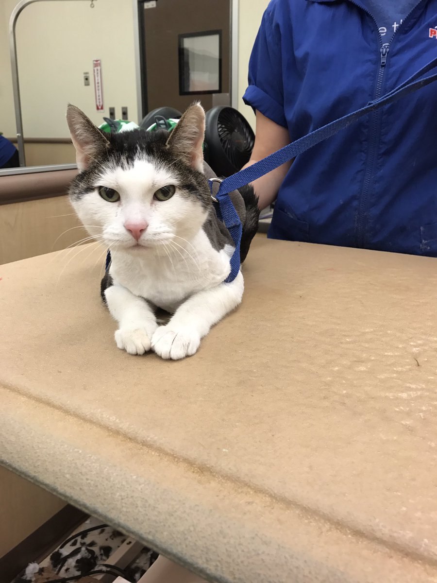 Great day for a cat workshop! #DATsROCK #standout #westpetm @PetSmart_DaveK <a href="/CarrieVillani/">Carrie Villani</a>