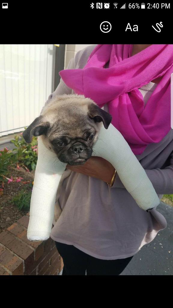 15k rts and my dad will let me rescue this pug who given up by his owners because has his little baby arms broke.