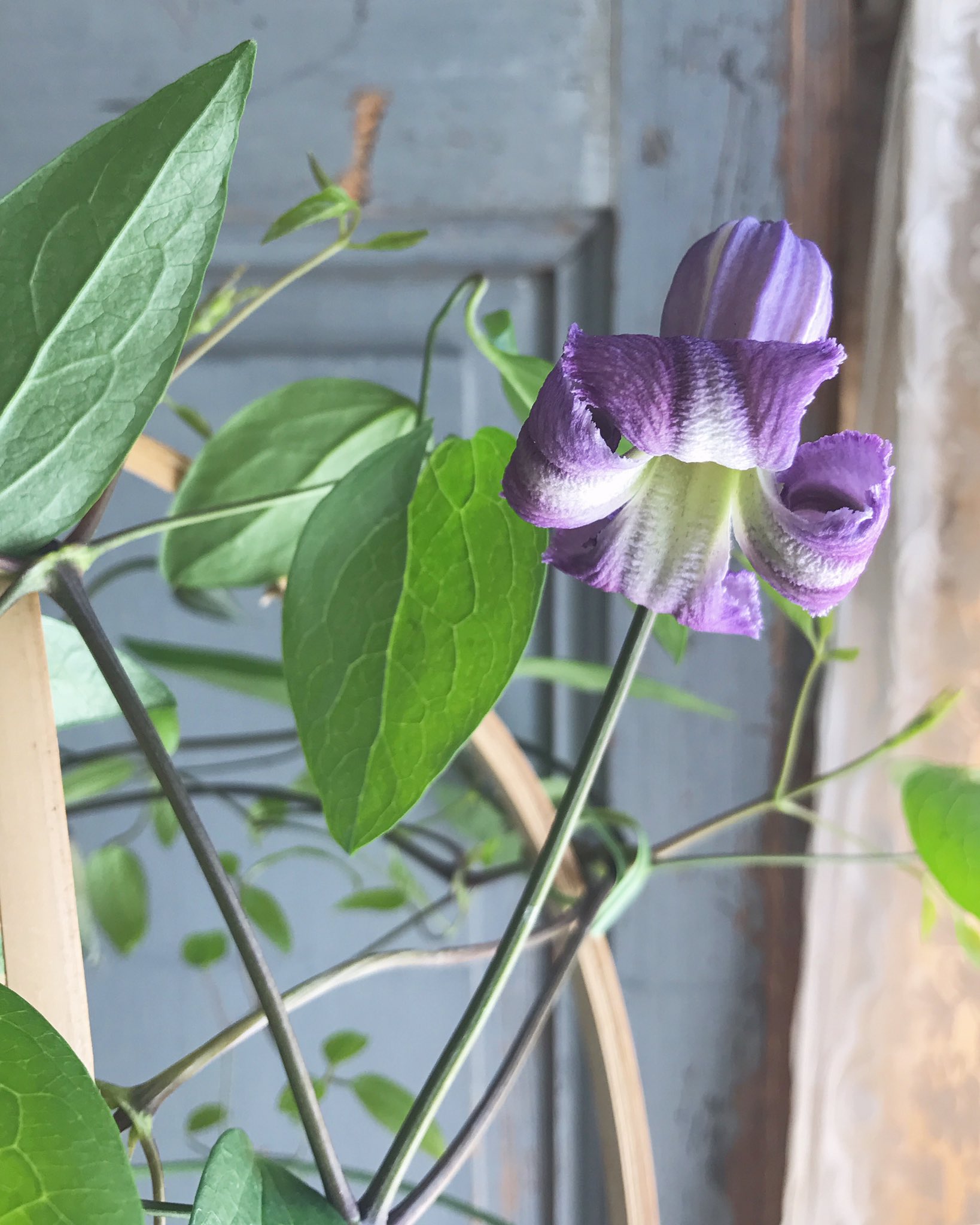 クレマチス薫風