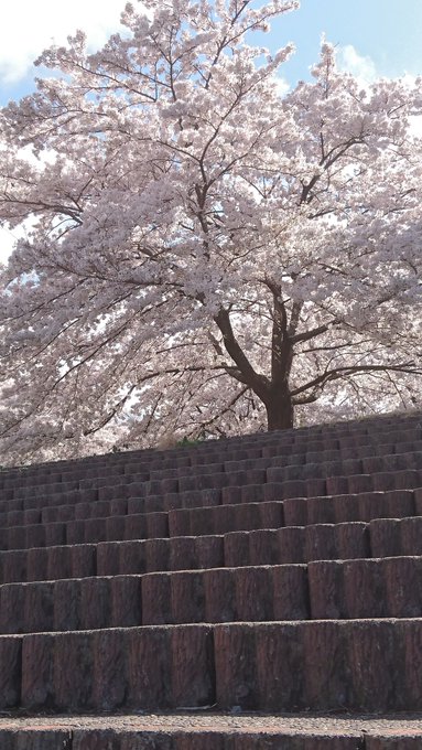 Twitterで画像を見る