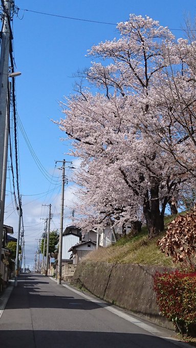 Twitterで画像を見る