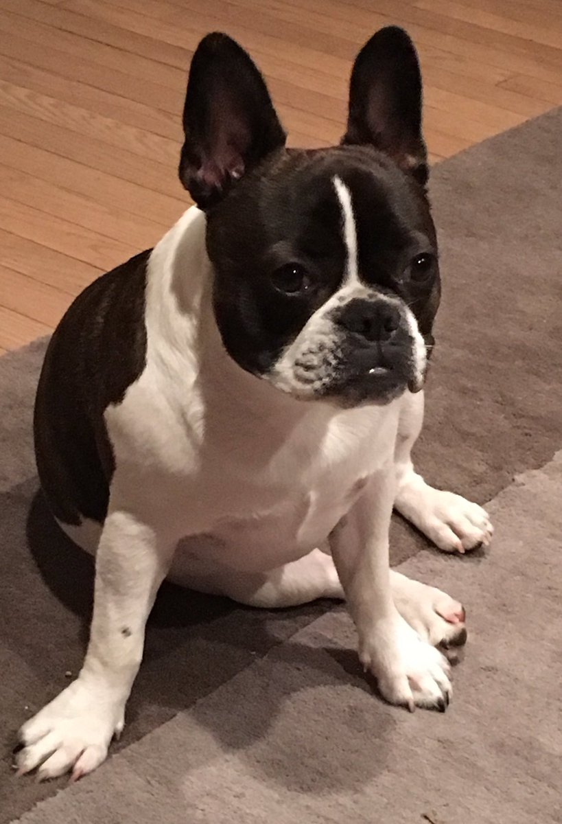 LondonFrenchie's tweet photo. Just practicing my pose for my next modeling gig. #Vogue https://t.co/X1zJb4Rmm2