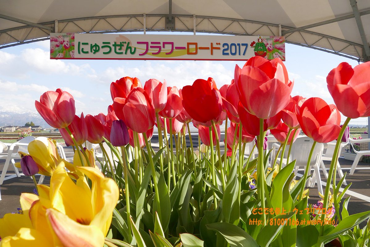 どこでも参上 にゅうぜんフラワーロード17と 入善中央公園の 桜 を記録 入善 にゅうぜんフラワーロード チューリップ 入善中央公園 桜 モクレン T Co G6d0nxwmpm どこでも参上 にゅうぜんフラワーロード17と 入善中央公園の 桜 を記録 入善 にゅうぜんフラワーロード チューリップ 入善中央公園 桜 モクレン T Co G6d0nxwmpm