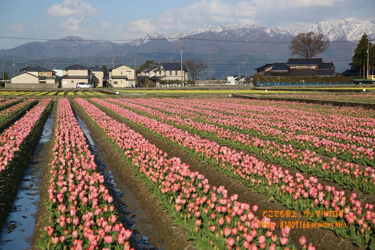 どこでも参上 にゅうぜんフラワーロード17と 入善中央公園の 桜 を記録 入善 にゅうぜんフラワーロード チューリップ 入善中央公園 桜 モクレン T Co G6d0nxwmpm どこでも参上 にゅうぜんフラワーロード17と 入善中央公園の 桜 を記録 入善 にゅうぜんフラワーロード チューリップ 入善中央公園 桜 モクレン T Co G6d0nxwmpm