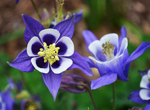 希望の花言葉 紫オダマキ 花言葉は 勝利への決意 ヨーロッパではライオンの強いパワーは オダマキ の葉を食べているからだと信じられ 紫の花の葉をこすりつけると勇気が出るとされてきました これが紫オダマキの花言葉の由来になっています