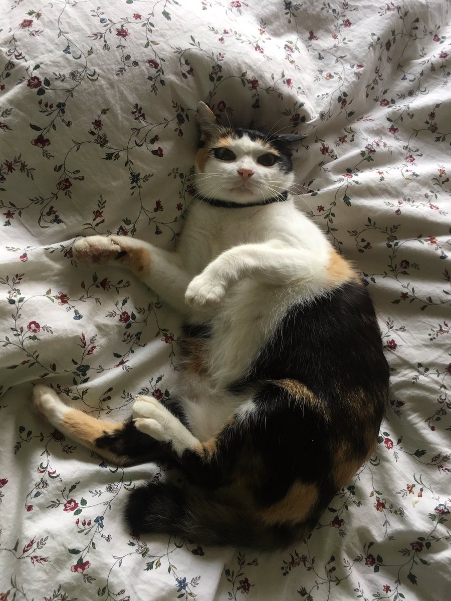 SifooKitteh tweet picture