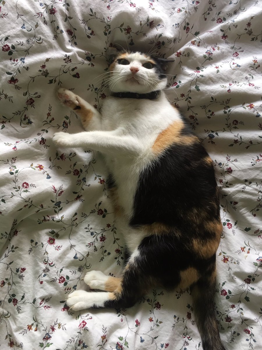 SifooKitteh tweet picture