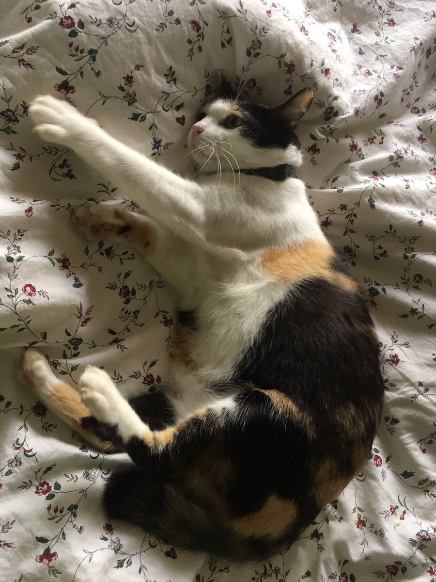 SifooKitteh tweet picture