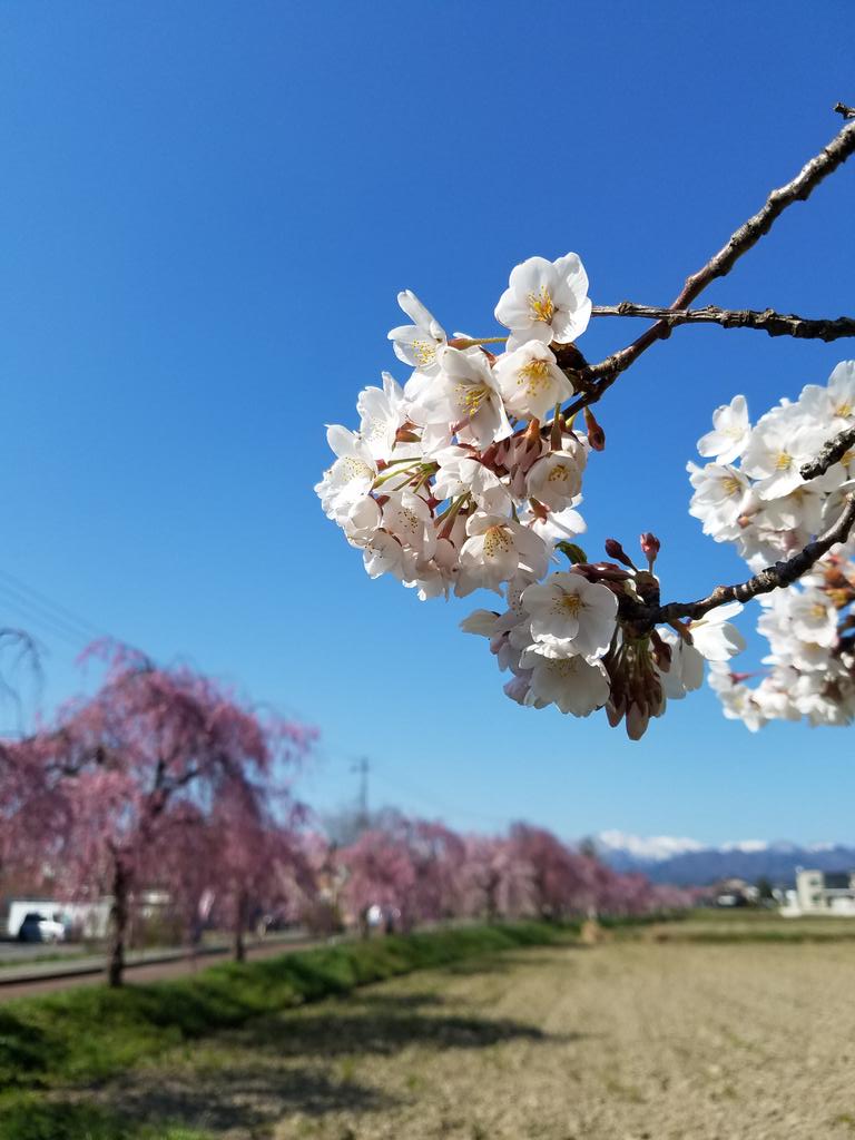 画像 Dueljewel たぬき Dueljewel たぬき Blogjpmbahewbqw