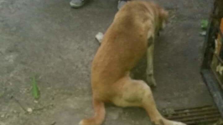 soldier_777's tweet image. Justice for BANDYA, a defenceless dog brutally beaten by SAURABH DUKHANDE in India! change.org/en-GB/petition…