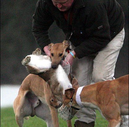 soldier_777's tweet image. Help to ban horrific hare coursing cruelty in Ireland! change.org/en-GB/petition…