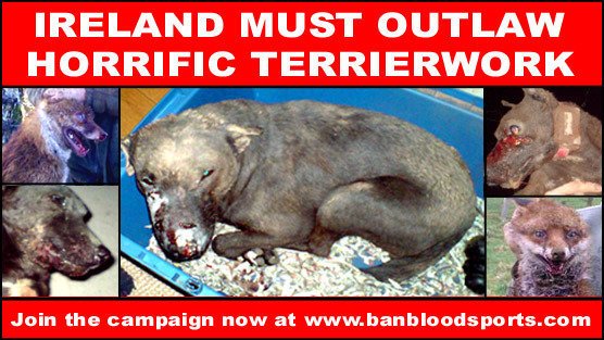 soldier_777's tweet image. Help to save foxes and dogs from horrific cruelty! Plz sign: change.org/en-GB/petition…