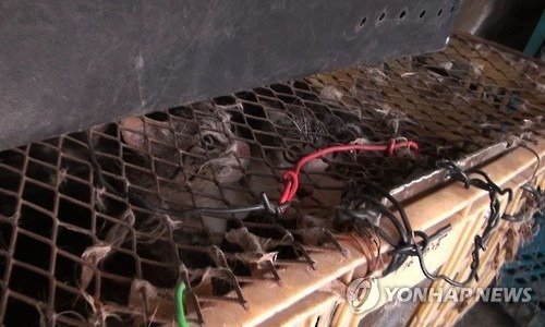 AnimalsBelize's tweet image. Help to Punish the Man who Boiled Alive 600 Stray Cats! Plz sign: change.org/en-GB/petition…