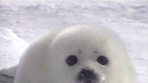 soldier_777's tweet image. #SealDefence Help to stop the Canadian seal slaughter! Plz sign: change.org/en-GB/petition…