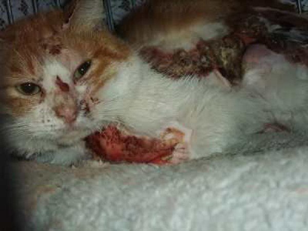 soldier_777's tweet image. Help to crackdown the internet sites that promote animal cruelty! Plz sign: change.org/en-GB/petition…