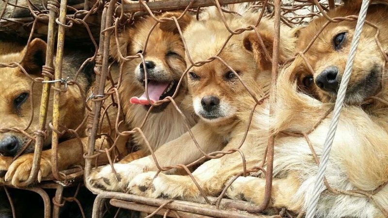 soldier_777's tweet image. World Veterinary Congress 2017:Speak Out Against The Dog and Cat Meat Trade in South Korea! change.org/en-GB/petition…