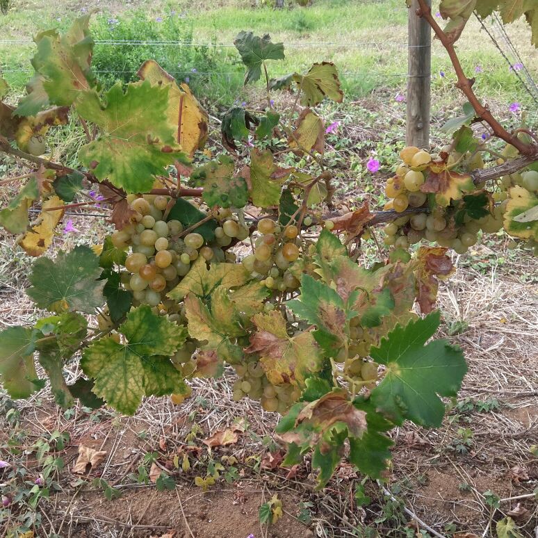 Melissa Cowan (@misstinaco) on Twitter photo 