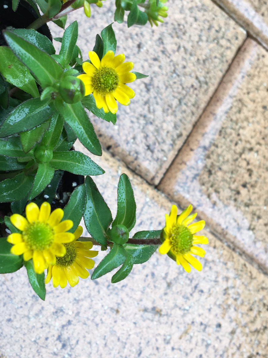 サンビタリア ট ইট র অন সন ধ ন サンビタリア ট ইট র অন সন ধ ন