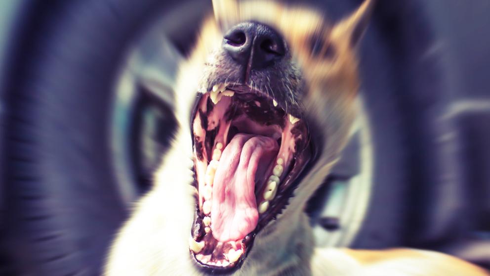 LaVanguardia's tweet image. Cualquier raza puede ser agresiva, pero la causa no está en el perro dlvr.it/Nzr1Lh