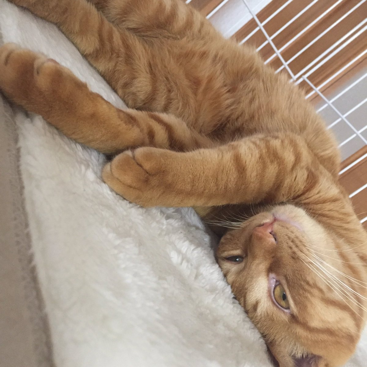目を開けて寝る猫 目を開けて寝る猫