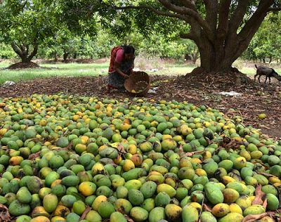 Mango Farmers Facing Bleak Future : goo.gl/AynuHt
#MangoFarmers #BleakFuture #Losses