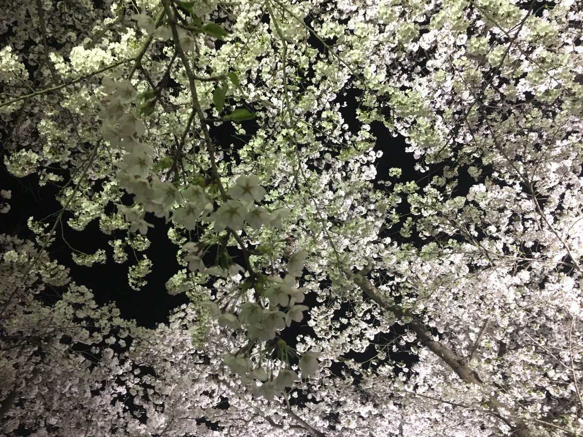 岩手の温泉 花巻温泉 公式 على تويتر 花巻温泉さくら便り 号外 T Co He1a76bt9e 本日は みちのく三大桜名所 北上展勝地 より 満開の夜桜をお届けします 北上展勝地 桜 さくら お花見 観光 旅行 春 花巻温泉 岩手の温泉 花巻温泉 公式 على تويتر 花巻温泉さくら便り 号外 T Co He1a76bt9e 本日は みちのく三大桜名所 北上展勝地 より 満開の夜桜をお届けします 北上展勝地 桜 さくら お花見 観光 旅行 春 花巻温泉