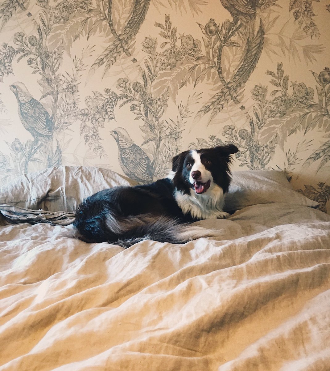 Mikatheborder's tweet image. Rise and shine!