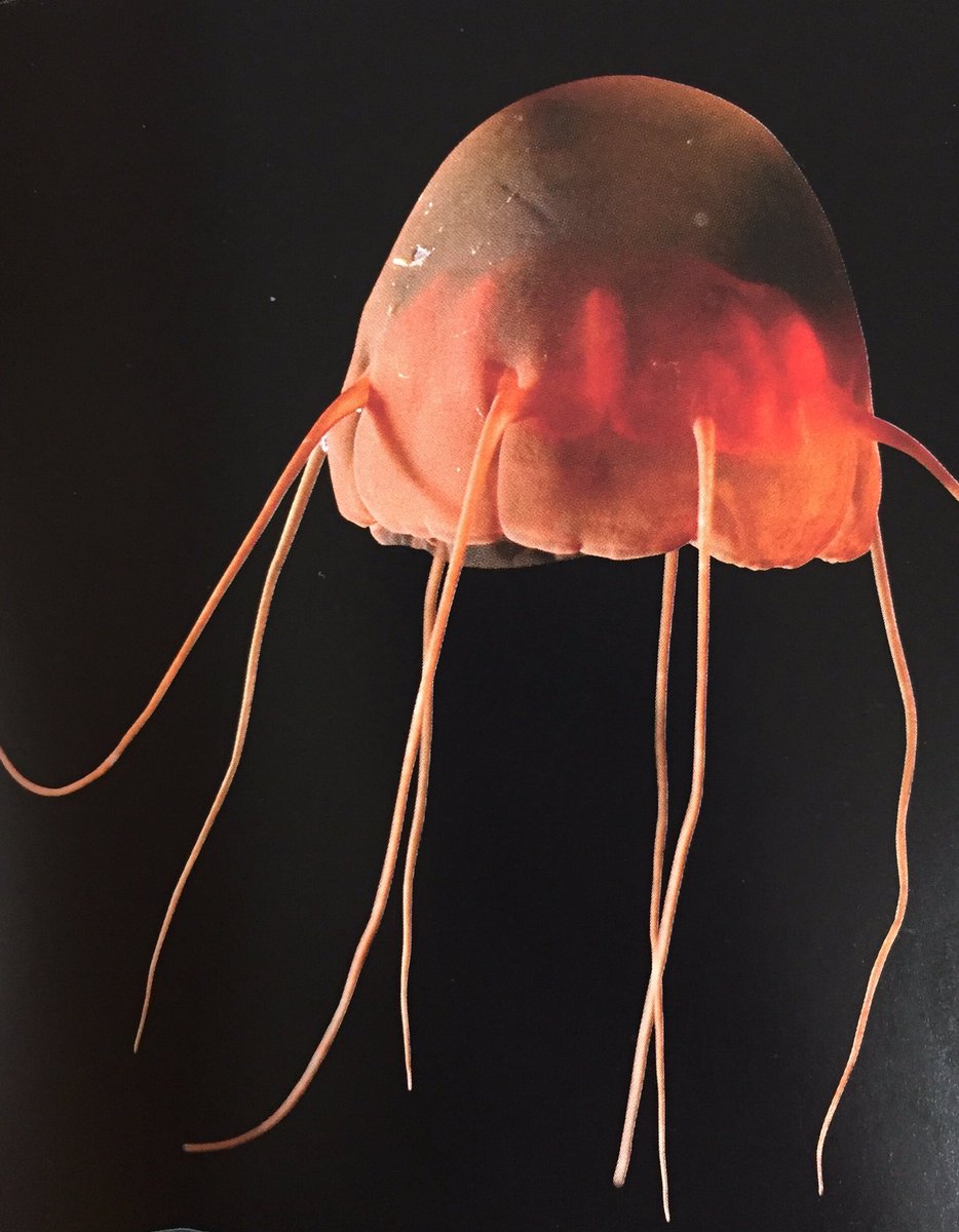 ブサかわいい深海生物 深海魚9選 レアな種も紹介 深海ゼミ