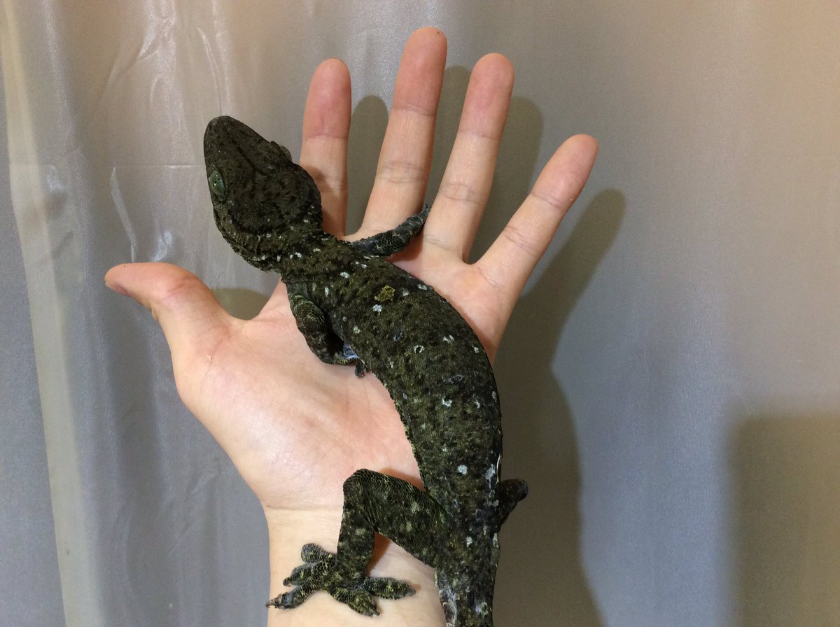 超レア SCS限定 スワロフスキー ゲッコー ヤモリ 美品 箱有 超レア SCS