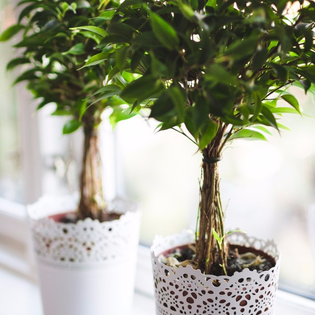 SCClean's tweet photo. One young tree has the same cooling effect as 10 standard air conditioning units, operating for roughly 20 hours a day #fact #factoftheday https://t.co/U5IvuVj0pq