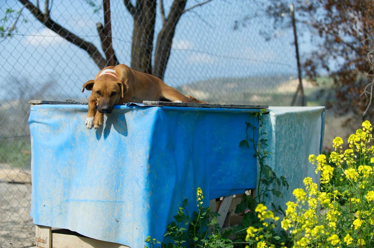 PetSpotPro's tweet photo. We just updated some images in the #strayhaven #gallery. #rescuedogs #cyprus #paphos
To give support, please visit: https://t.co/e9dBCqKZSo https://t.co/EwRQ8GctCr