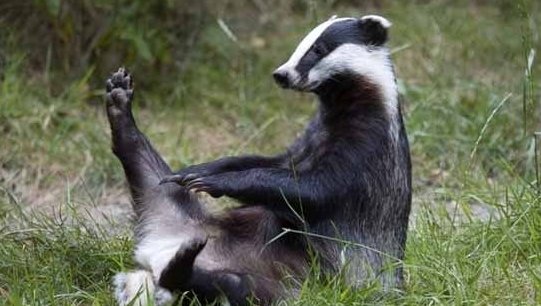 Барсукам разрешили изолировать целые деревни в Великобритании life.ru/t/новости/1002… вот такой #Brexit