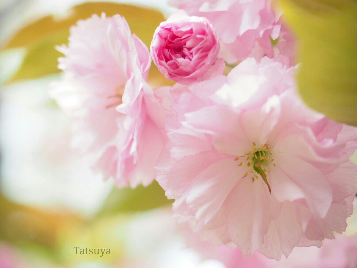 Tty_kr00's tweet photo. 今日も１日お疲れ様でした♪*ﾟ

ソメイヨシノは散ってしまいましたが、里桜(種類 : 普賢象)が綺麗に咲いています🌸🌸

今年も桜に感謝です(*´˘`*)♡

#花の写真館 https://t.co/j7qvWu4jAZ
