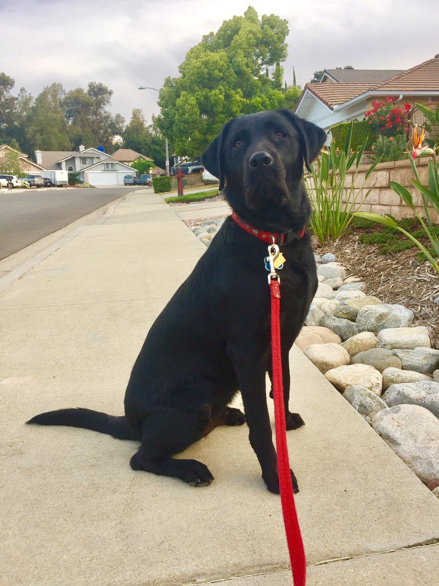 GDApuppy's tweet photo. Happy International Guide Dog Day! I hope to be one someday! https://t.co/eb3igvqkpz